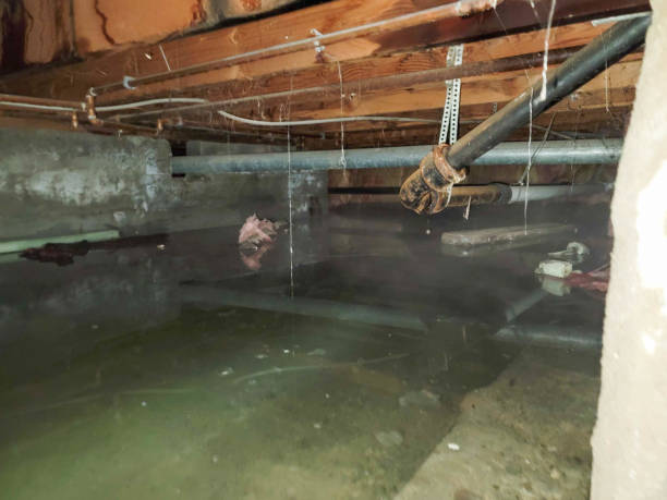 Best Local water damage restoration  in Burnt Mills, MD